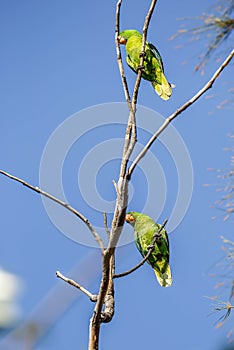 Parrots have a generally pantropical distribution