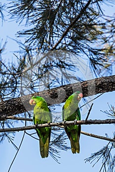 Parrots have a generally pantropical distribution