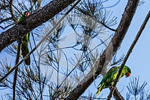 Parrots have a generally pantropical distribution