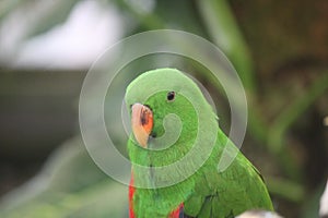 Parrots have yellow beaks with a blurred background