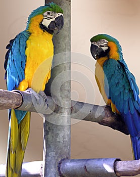 Parrots, incredible colors