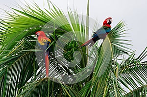 Parrots on island in Bocas Del Toro photo