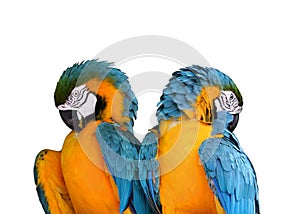 Parrots Isolated on White