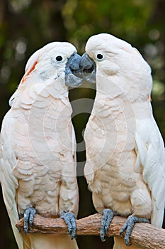 Parrots kissing