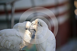 Parrots kissing