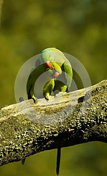 Parrots in love. Spending time with each other