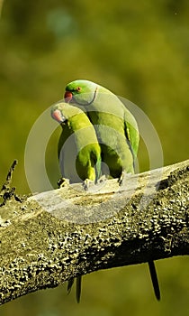 Parrots in love. Spending time with each other