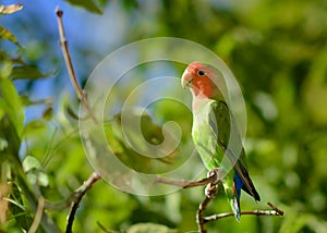 Parrots lovebirds, green on a tree branch close up