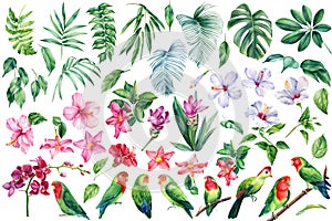 Parrots lovebirds, palm leaves, tropical flowers turmeric, orchid, hibiscus , watercolor botanical illustration