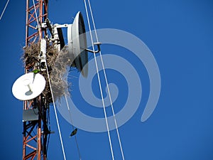 Parrots made their nest in the microwave tower