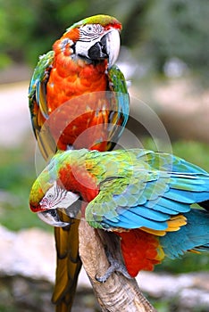 Parrots on perch