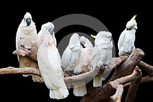 Parrots perch on trunk