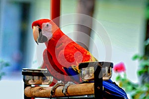 Parrots Photo