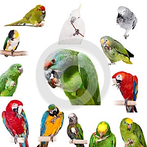 Parrots playing with paws on white