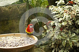 Parrots & x28;Psittaciformes& x29; Perched On Sun Flower Seeds Bowl