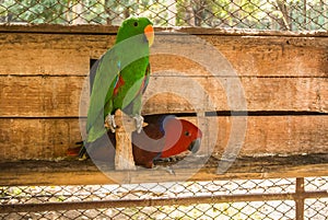 Parrots or psittacines are birds found in most tropical