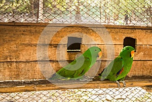 Parrots or psittacines are birds found in most tropical