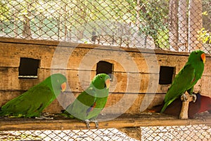 Parrots or psittacines are birds found in most tropical