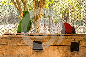 Parrots or psittacines are birds found in most tropical