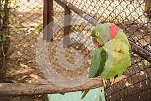 Parrots or psittacines are birds found in most tropical