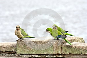 Parrots on railing with river background photo