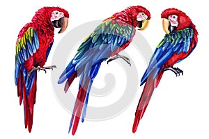 Parrots, red macaw, tropical birds, isolated white background, Hand painted watercolor illustration