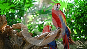 Parrots Scarlet Macaw on the tree
