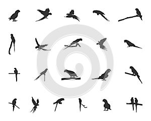 Parrots silhouette, Parrot vector, Birds silhouette, Parrot SVG, Parrot icon.