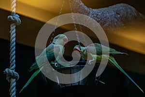 Parrots sit on the trough