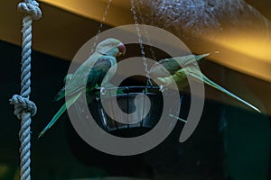 Parrots sit on the trough