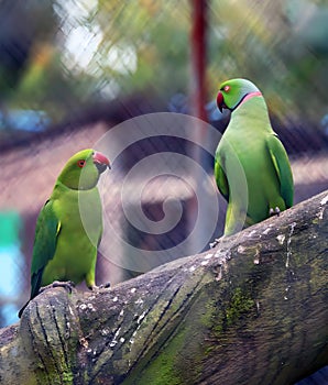 Parrots are sitting on a tree branch in a zoo, close up.