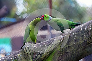 Parrots are sitting on a tree branch in a zoo, close up.