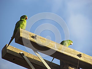 Parrots