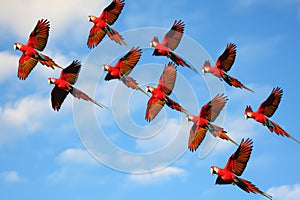 parrots in synchronized flight against a blue sky