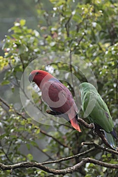 parrots with their vivid and beautiful feather on a tree branch