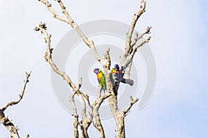 Parrots in a tree just hanging out