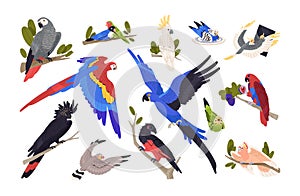 Parrots, tropical birds set. Exotic wild jungle cockatoo, macaw, ara, cockatiel, budgie. Different feathered African