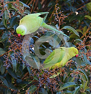 Parrots in the tropical forest