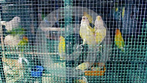 Parrots and turtledoves in a cage