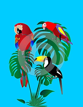 Parrots and tuscan sitting in a rain forest..