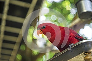 parrots waiting to eat, colorful parrots, very beautiful, jungle parrots