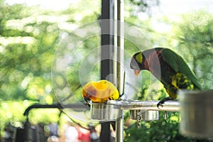 parrots waiting to eat, colorful parrots, very beautiful, jungle parrots