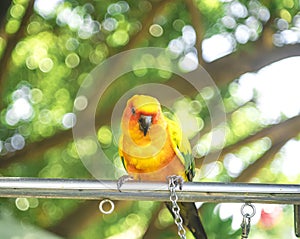 parrots waiting to eat, colorful parrots, very beautiful, jungle parrots