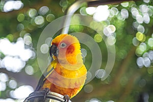 parrots waiting to eat, colorful parrots, very beautiful, jungle parrots