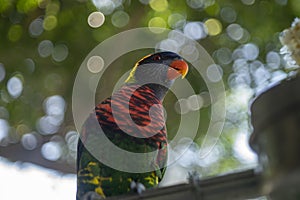 parrots waiting to eat, colorful parrots, very beautiful, jungle parrots