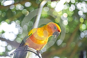 parrots waiting to eat, colorful parrots, very beautiful, jungle parrots