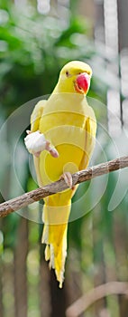 Parrots in the zoo.