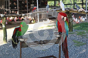 Parrots in the zoo