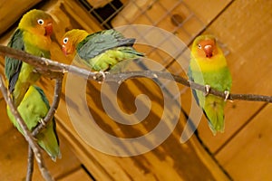 parrots at the zoo, Jihlava, Czech Republic