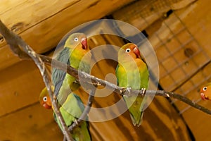 parrots at the zoo, Jihlava, Czech Republic